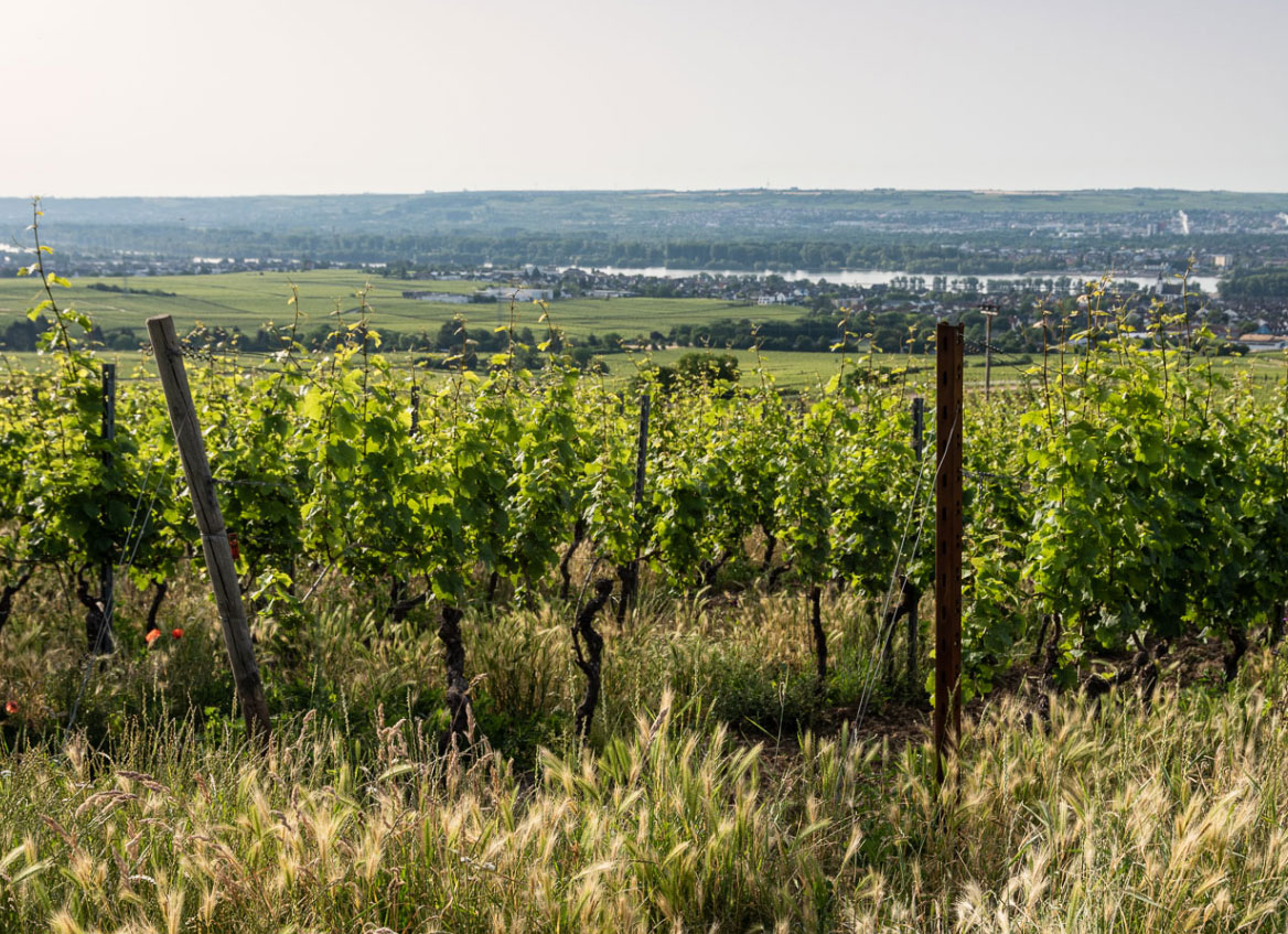 Collage-Weingut-Goldatzel-1